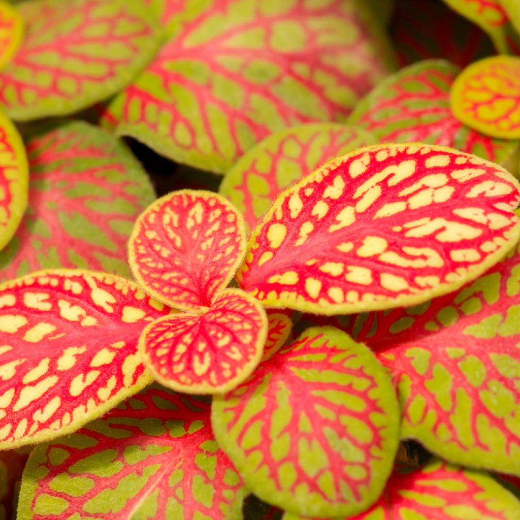 Fittonia Skeleton