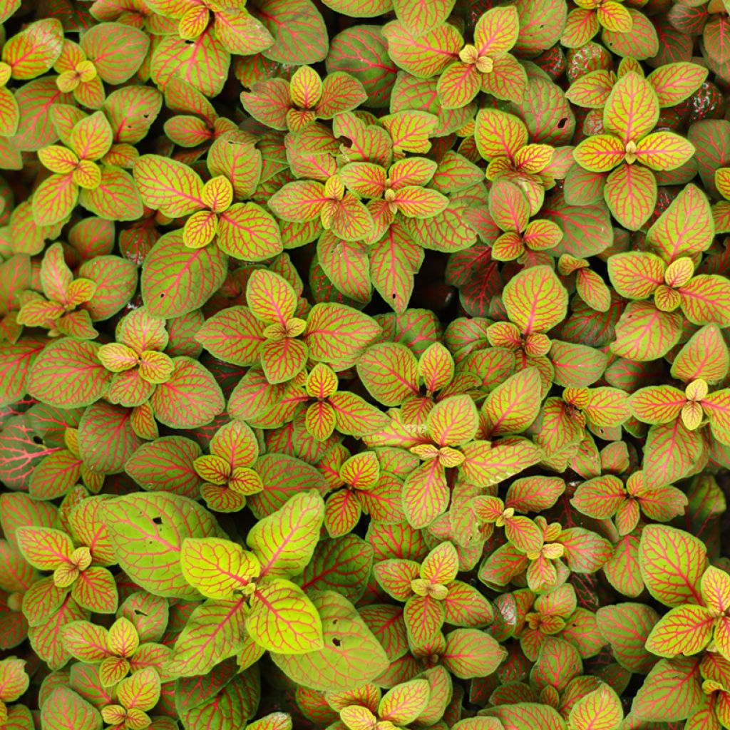 Fittonia Skeleton