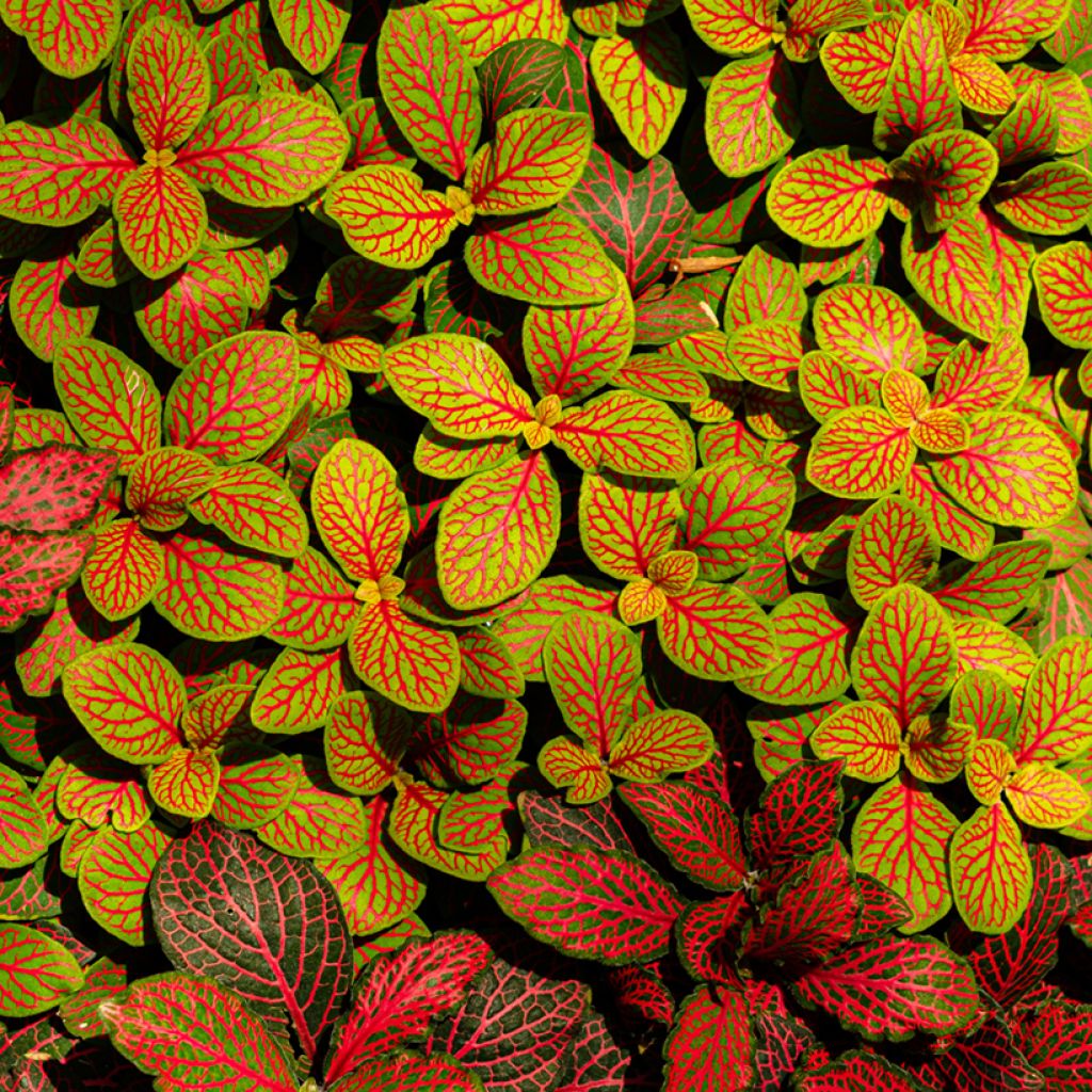 Fittonia Skeleton
