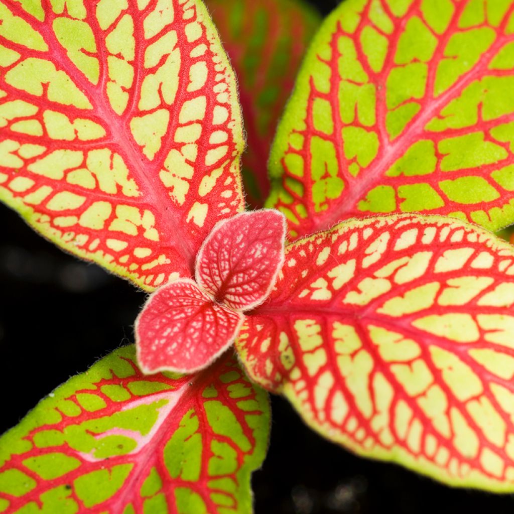 Fittonia Skeleton