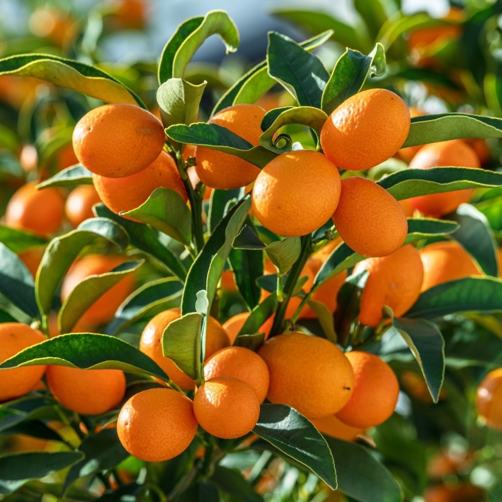 Kumquat à fruits ovales - Fortunella margarita