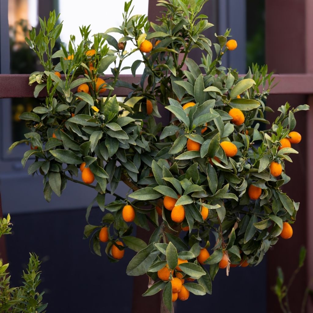 Kumquat à fruits ovales - Fortunella margarita