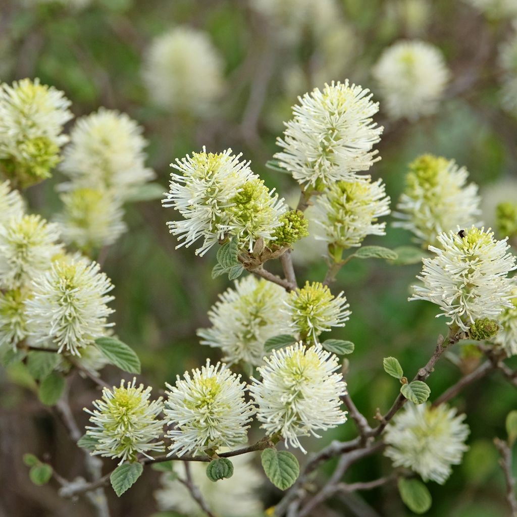 Fothergilla intermedia Blue Shadow