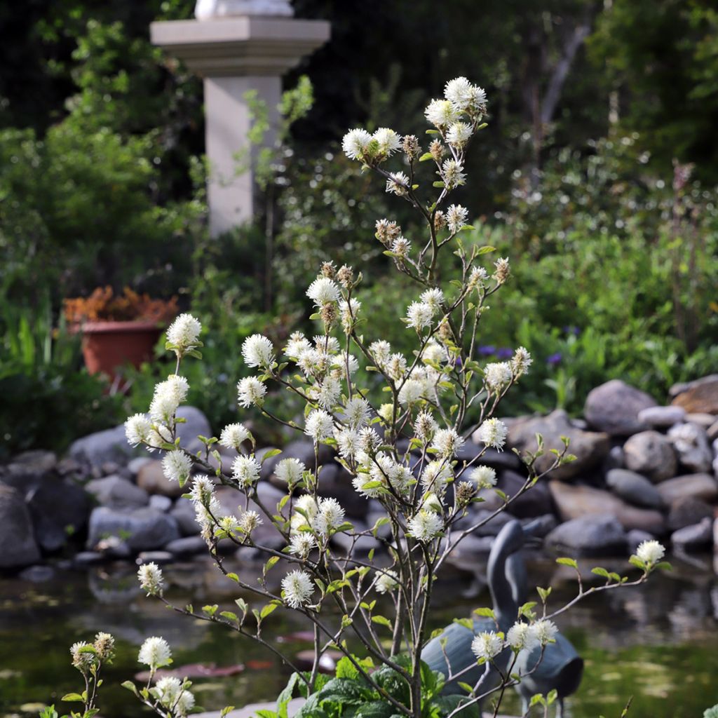 Fothergilla major - Grand Fothergilla