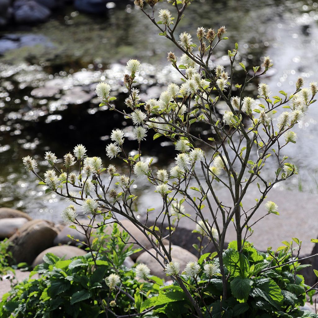 Fothergilla major - Grand Fothergilla