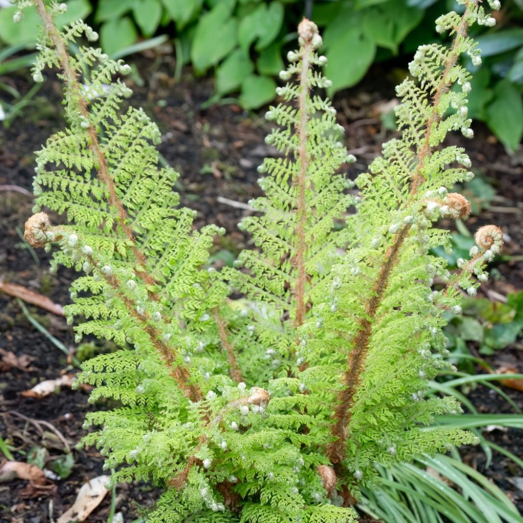 Polystichum setiferum - Fougère