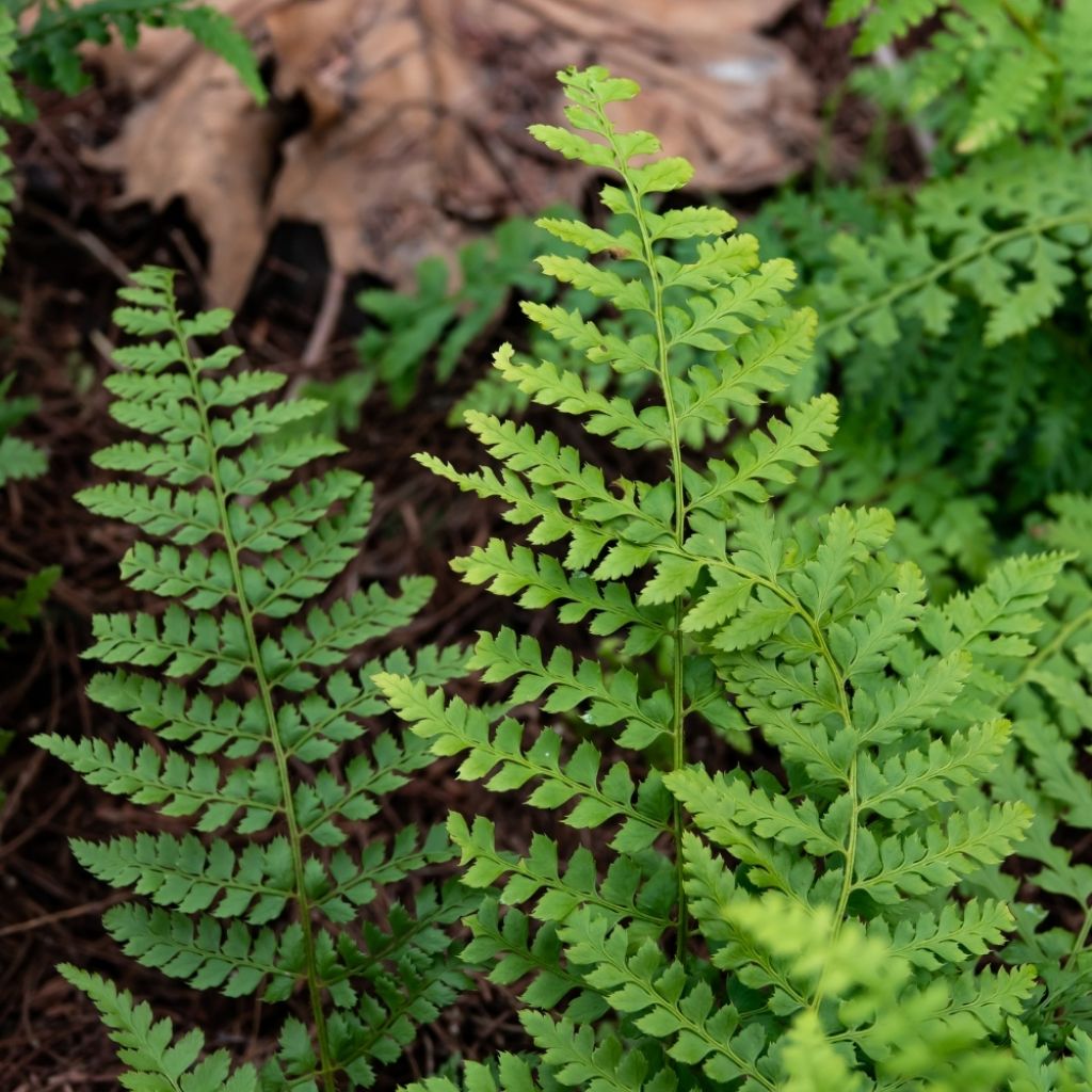 Polystichum setiferum - Fougère