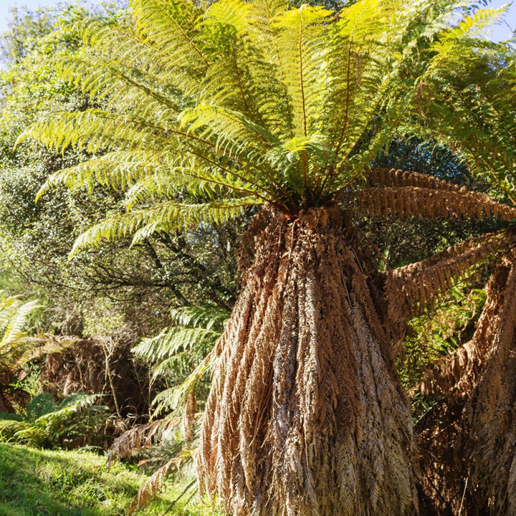 Fougère arborescente - Dicksonia fibrosa