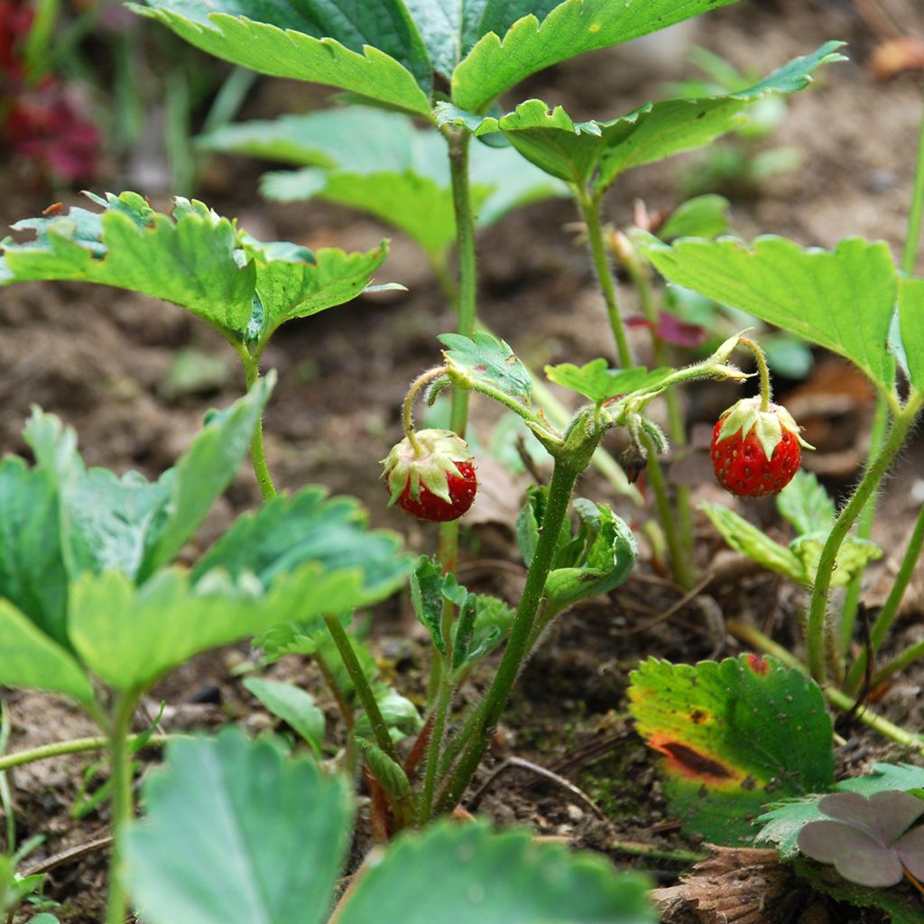 Fragaria chiloensis - Fraise du Chili