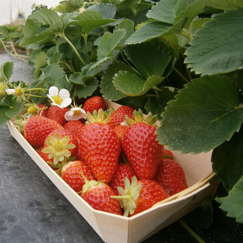 Fraisier Mariguette (remontant) en plants