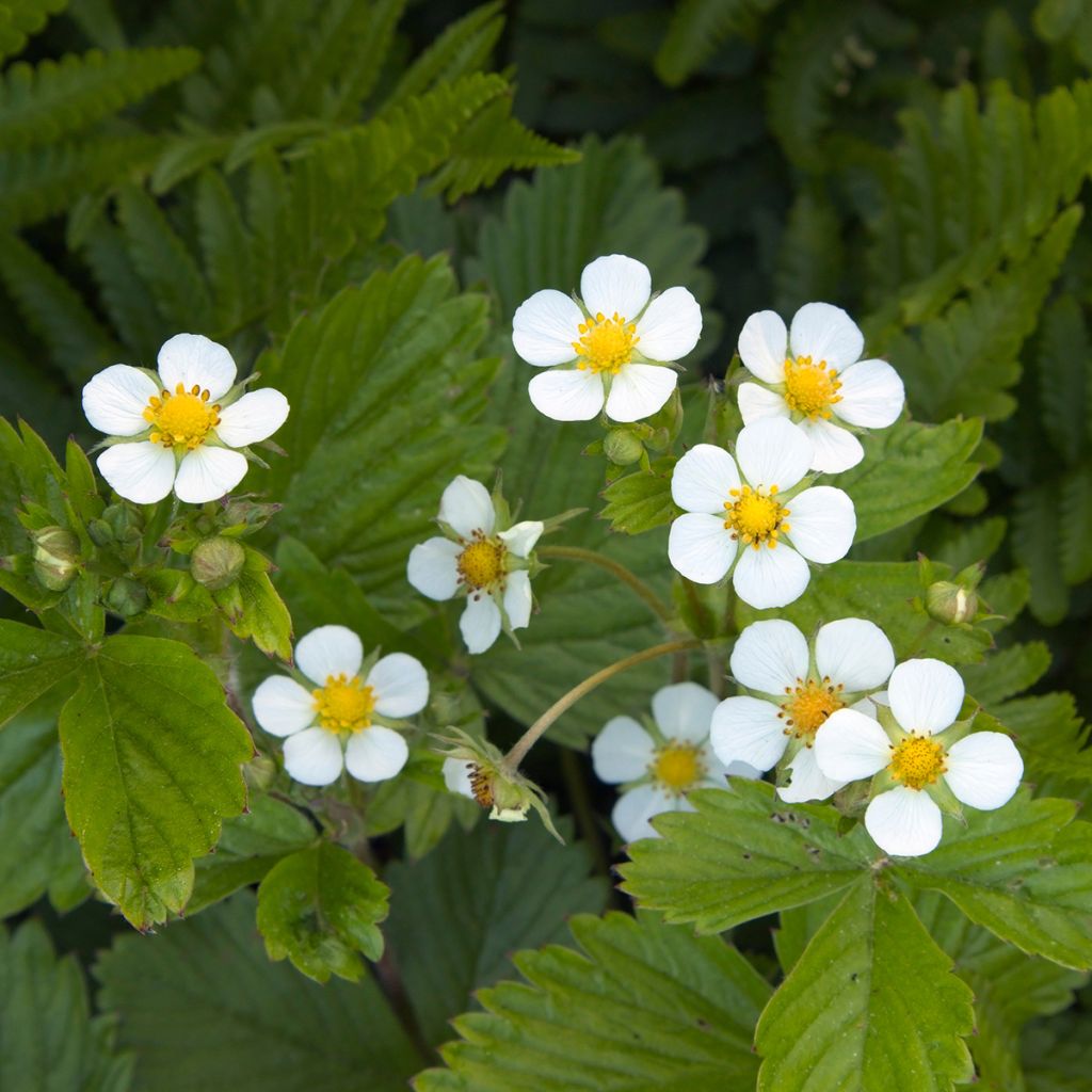 Fraisier des 4 saisons -  Fraise des bois