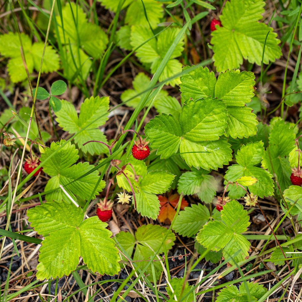 Fraisier des 4 saisons -  Fraise des bois