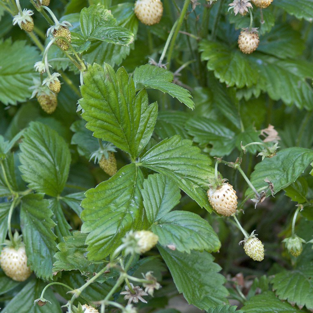 Fraisier des bois Yellow Wonder - Graines de Fragaria vesca