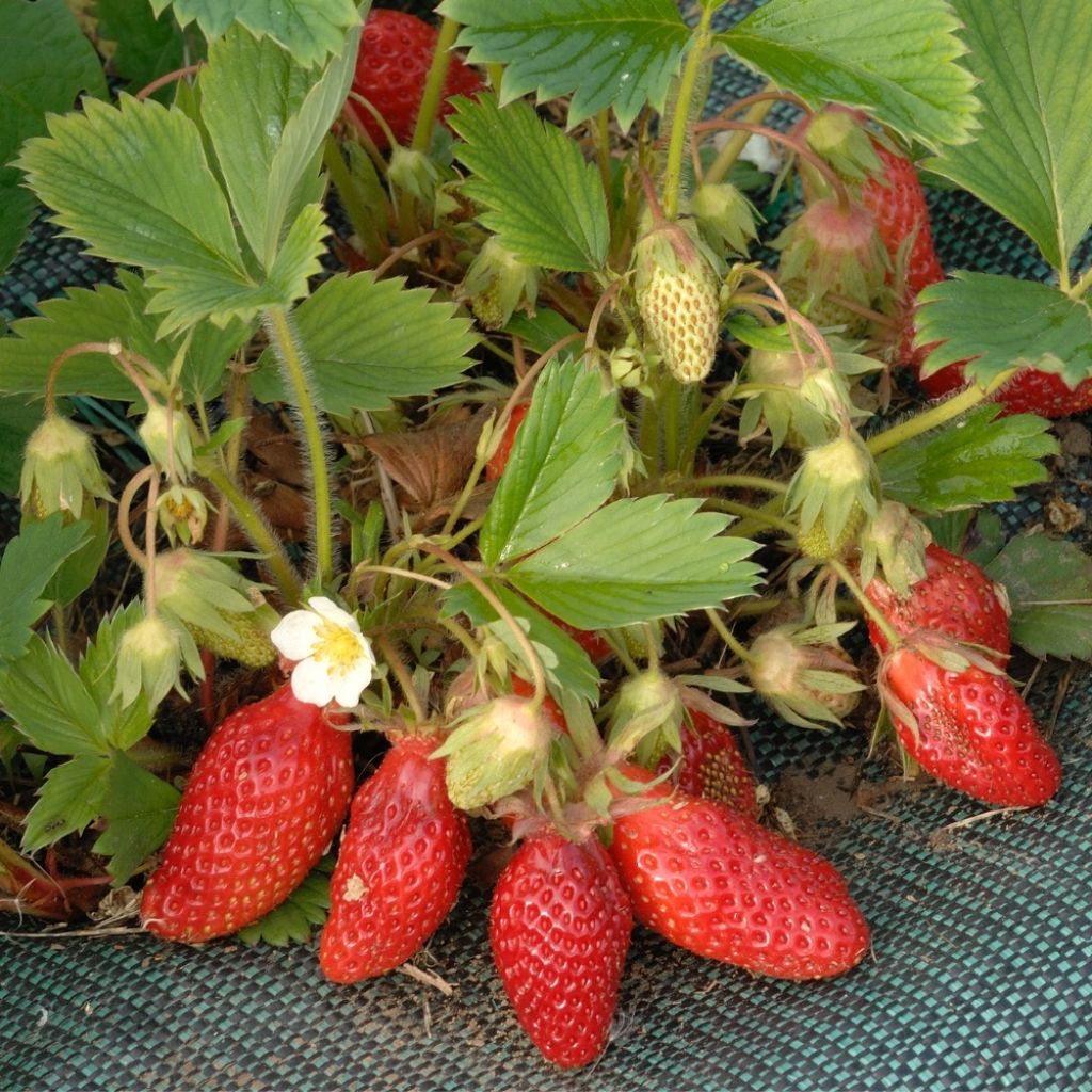 Fraisier Gariguette (non remontant )
