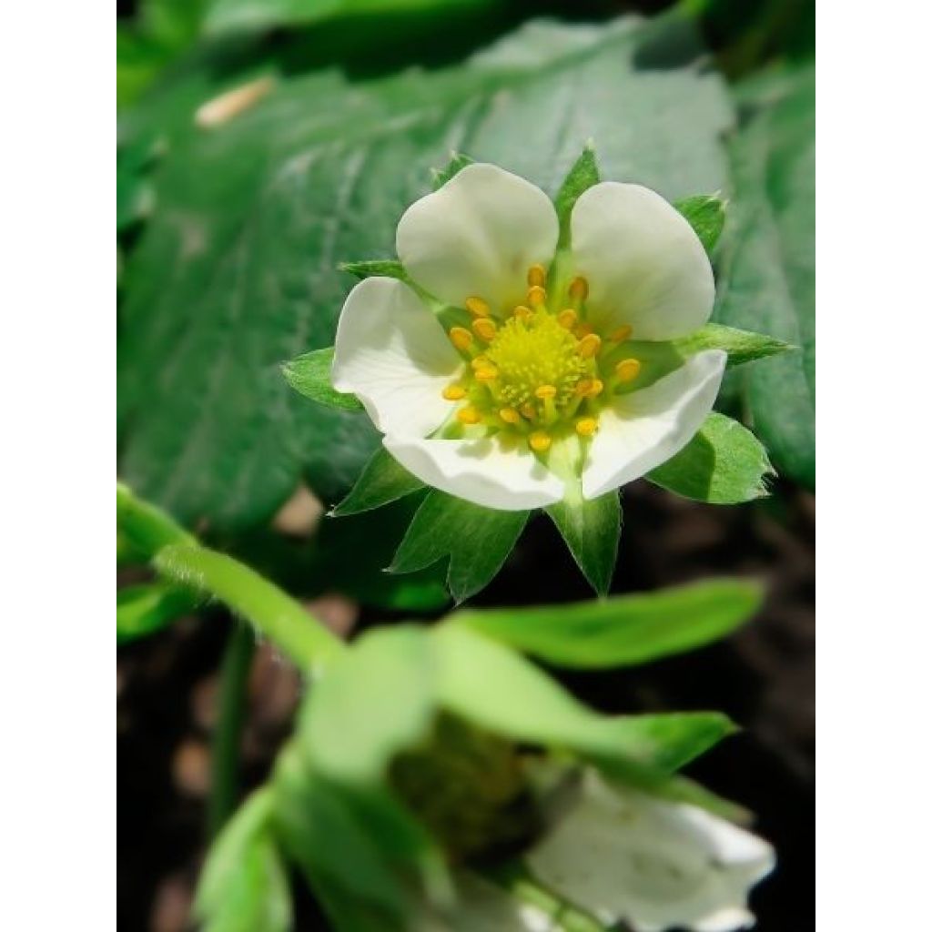 Fraisier Mara des Bois (remontant) Bio