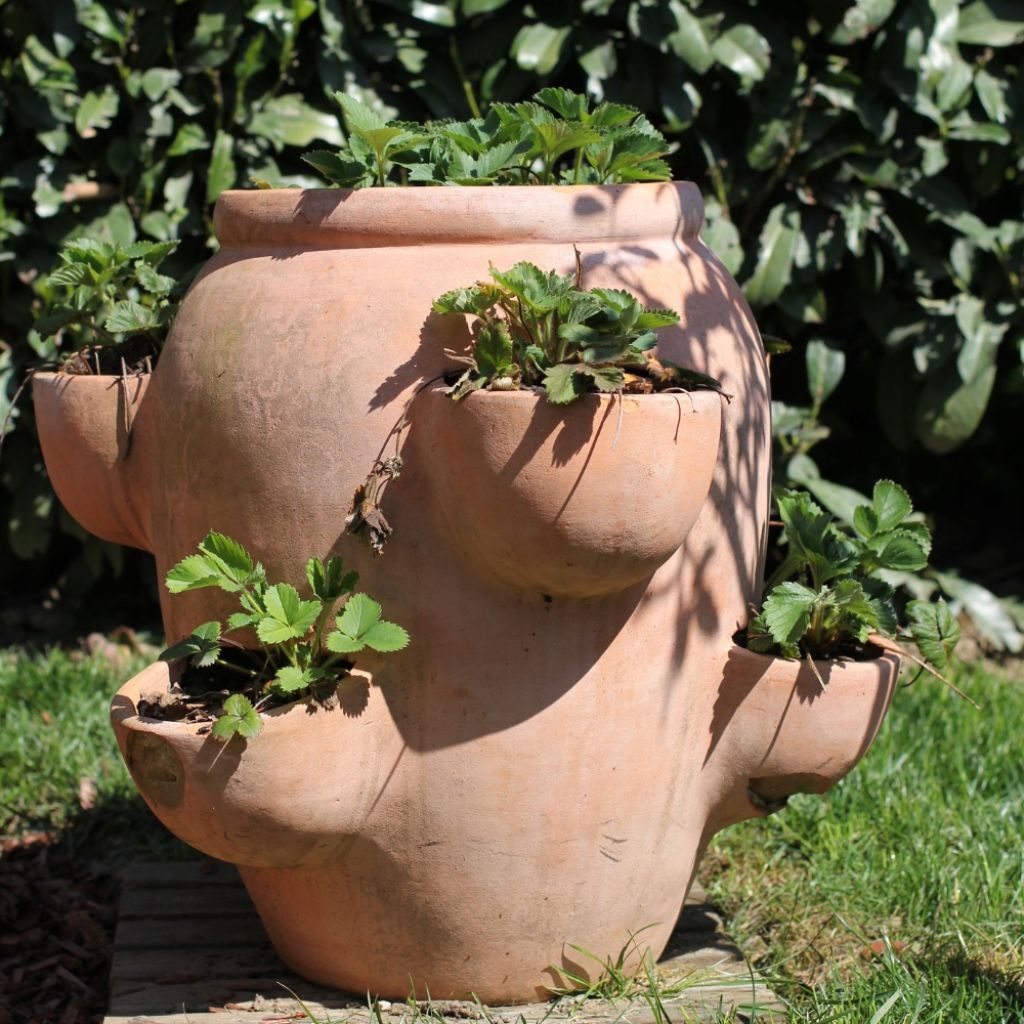 Fraisier grimpant Mount Everest en plants