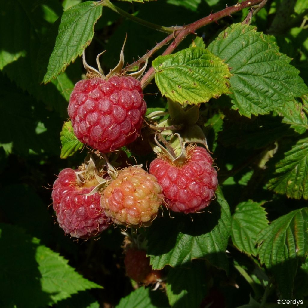 Framboisier Lulu la Sucrée (non remontant)