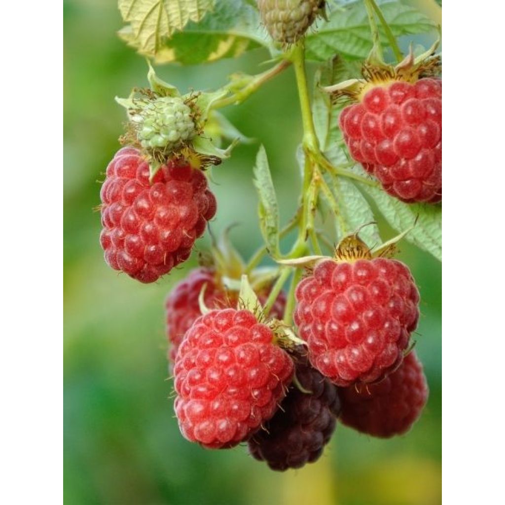 Framboisier Marastar Bio