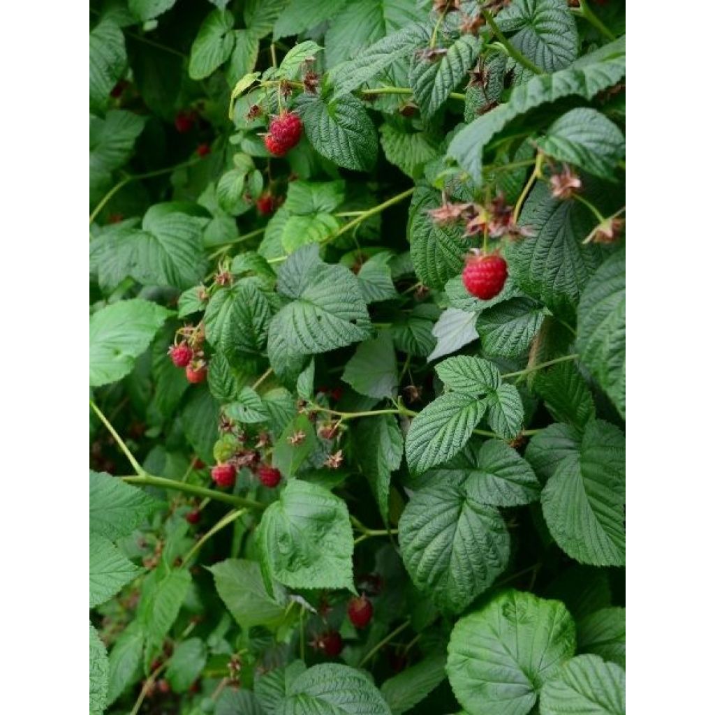 Framboisier Marastar Bio