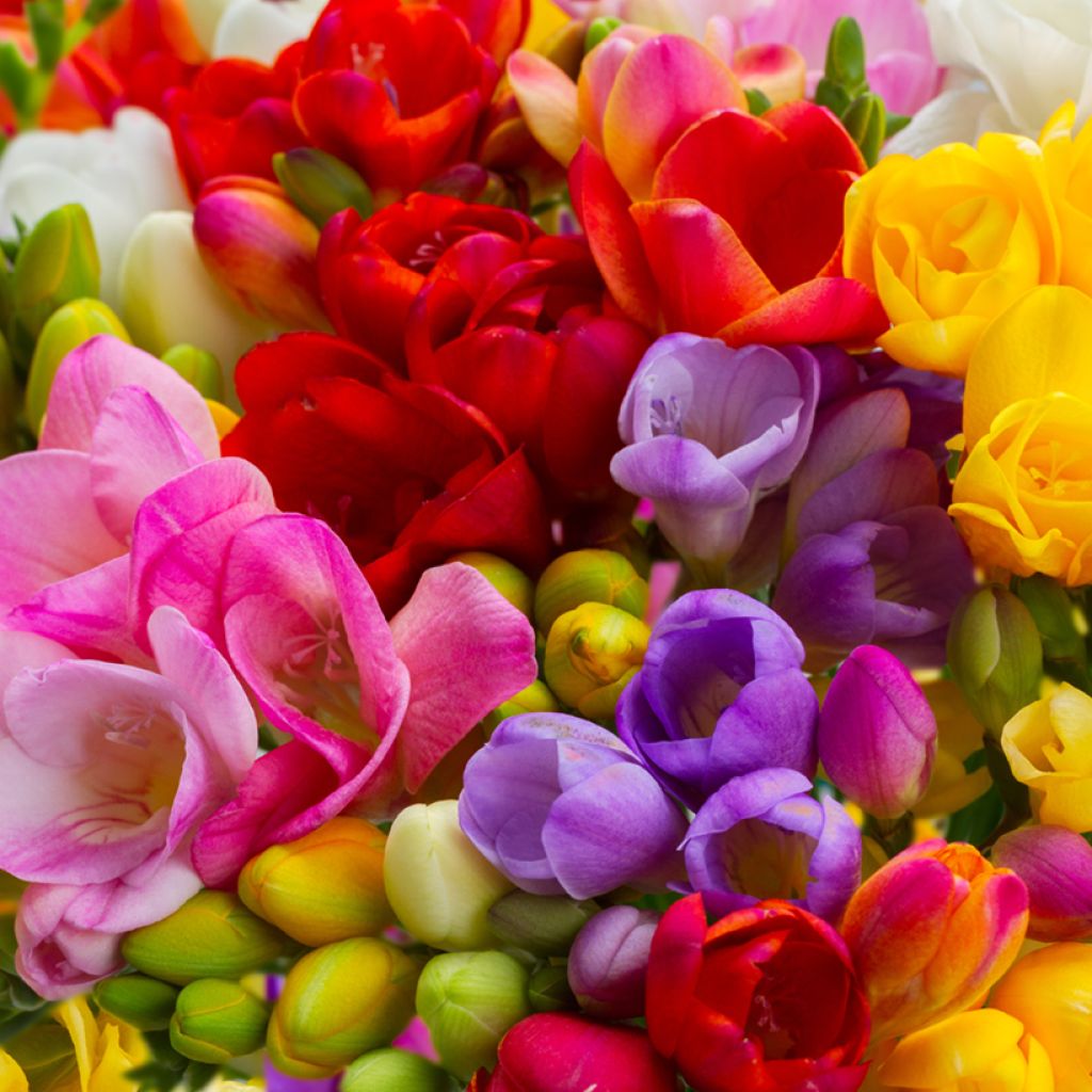 Freesia Simple en mélange - Muguet du Cap