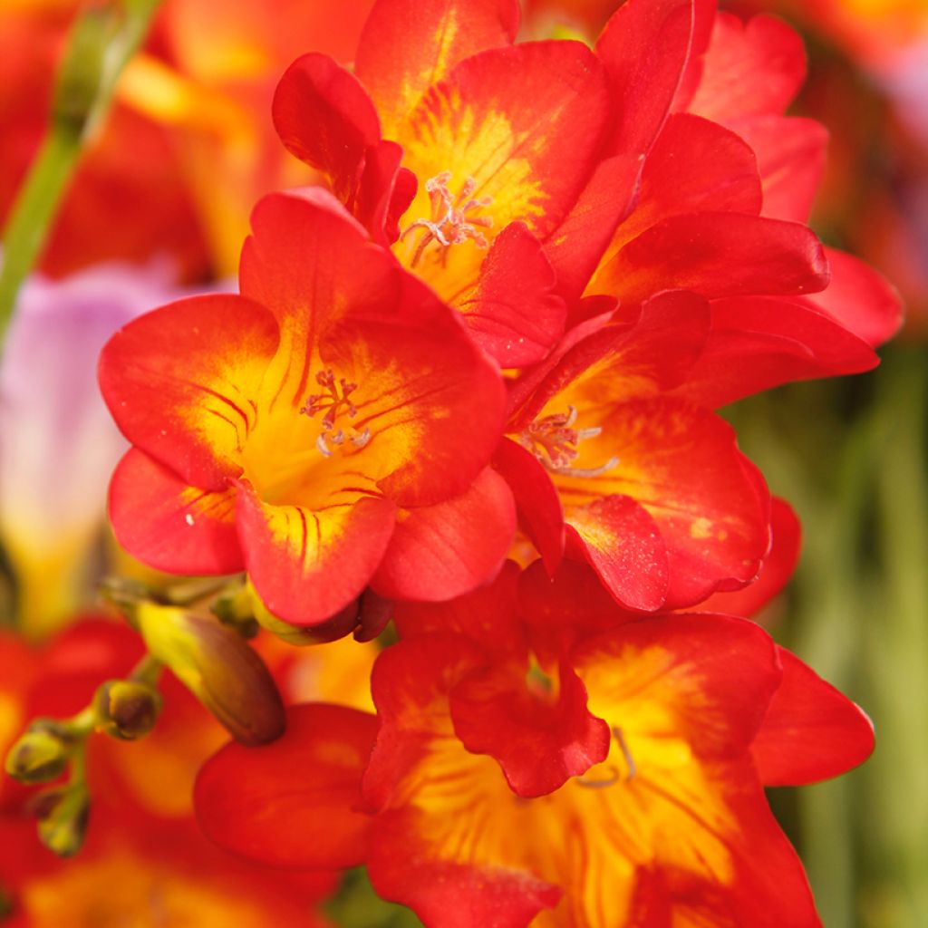 Freesia simple rouge - Muguet du Cap