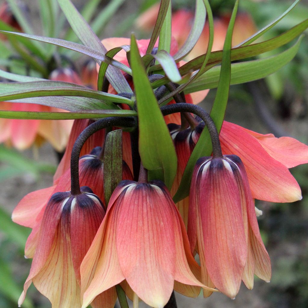 Fritillaire imperialis Orange Beauty - Couronne impériale