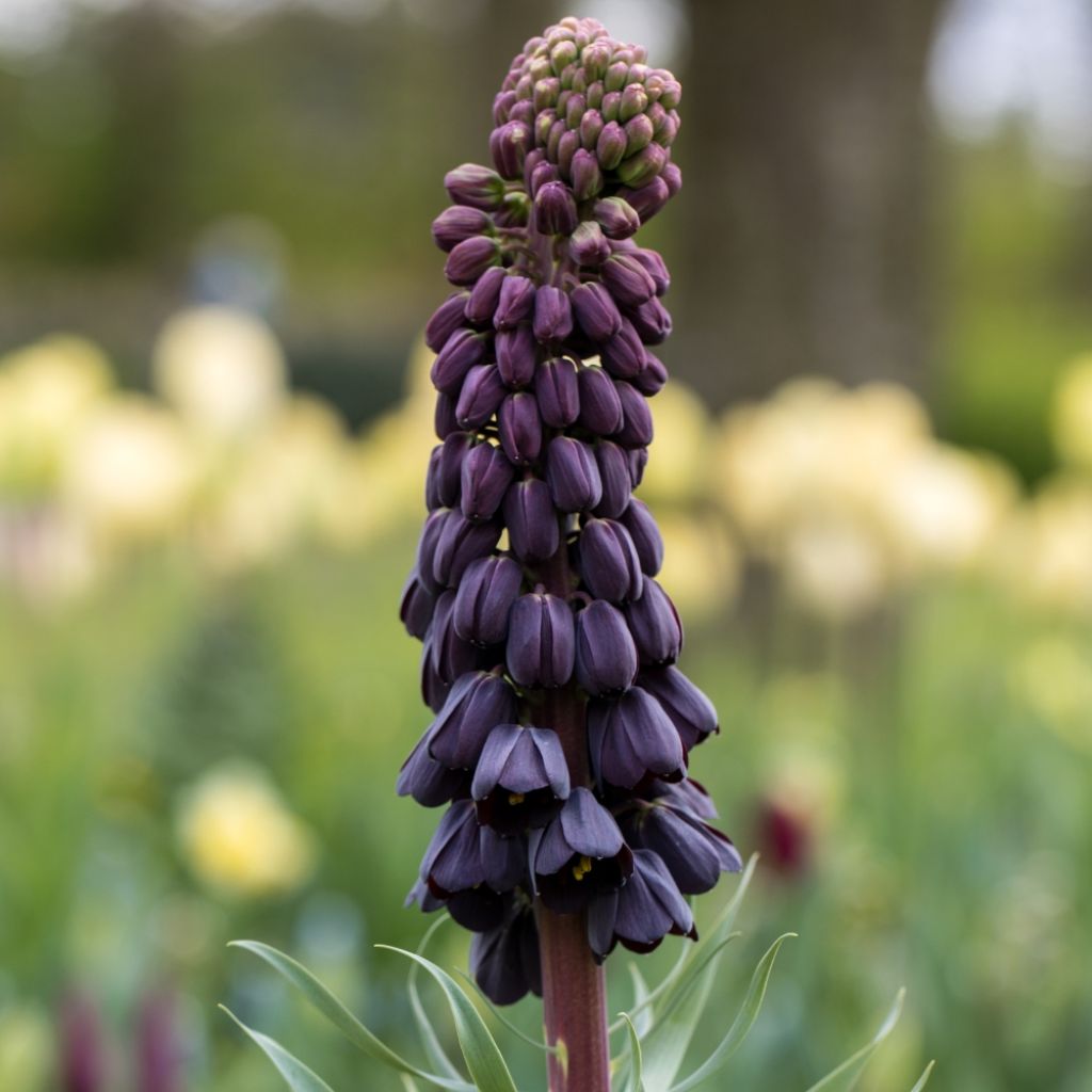 Fritillaria persica - Fritillaire de Perse