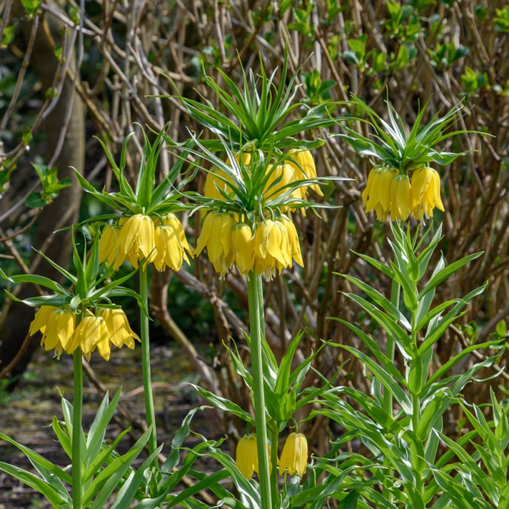 Fritillaire imperialis Lutea - Couronne impériale
