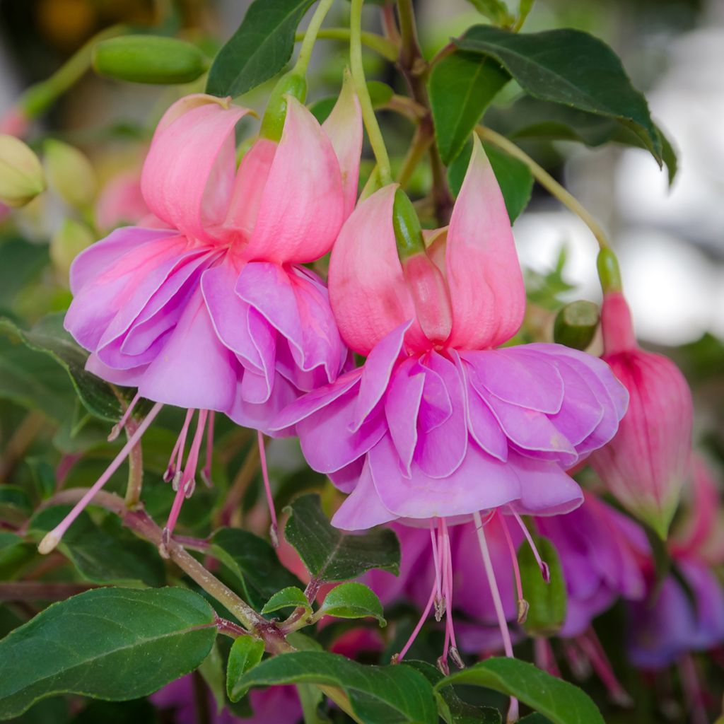 Fuchsia Bernadette