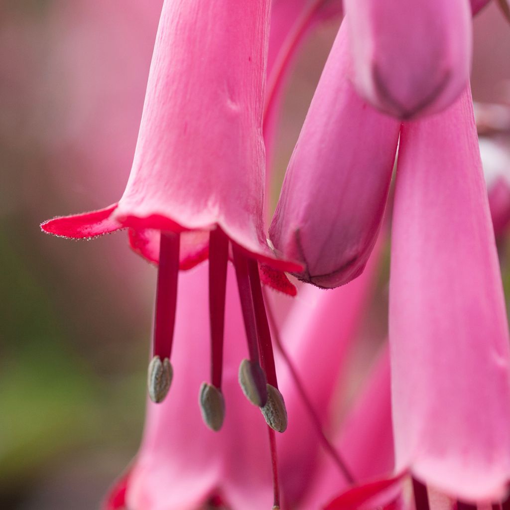 Fuchsia du Cap - Phygelius Funfare Wine