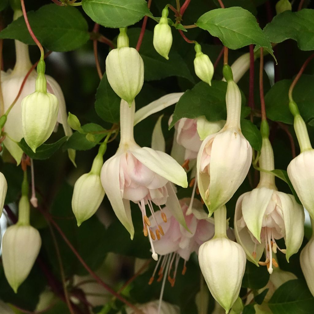 Fuchsia retombant Pink Marshmallow