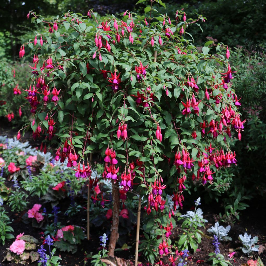 Fuchsia regia Regal