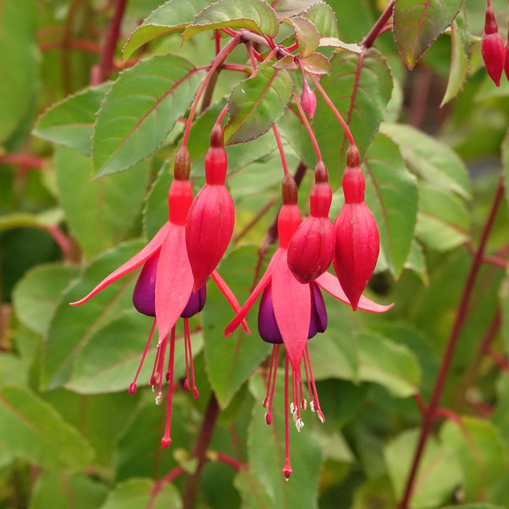 Fuchsia rustique Mrs Popple