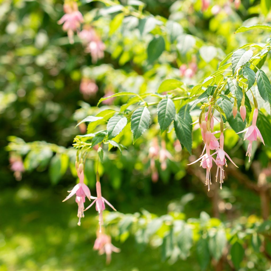 Fuchsia rustique Whiteknights Pearl