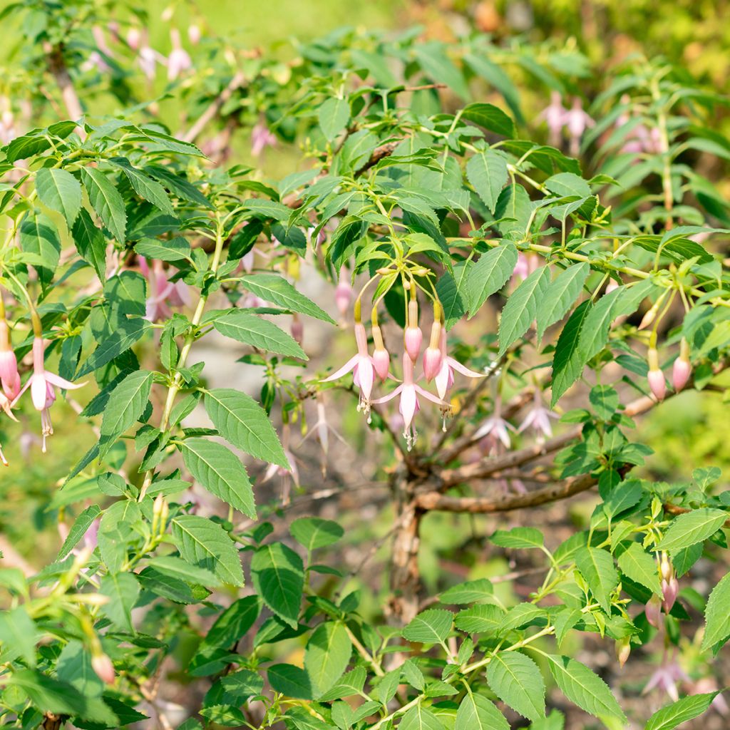 Fuchsia rustique Whiteknights Pearl