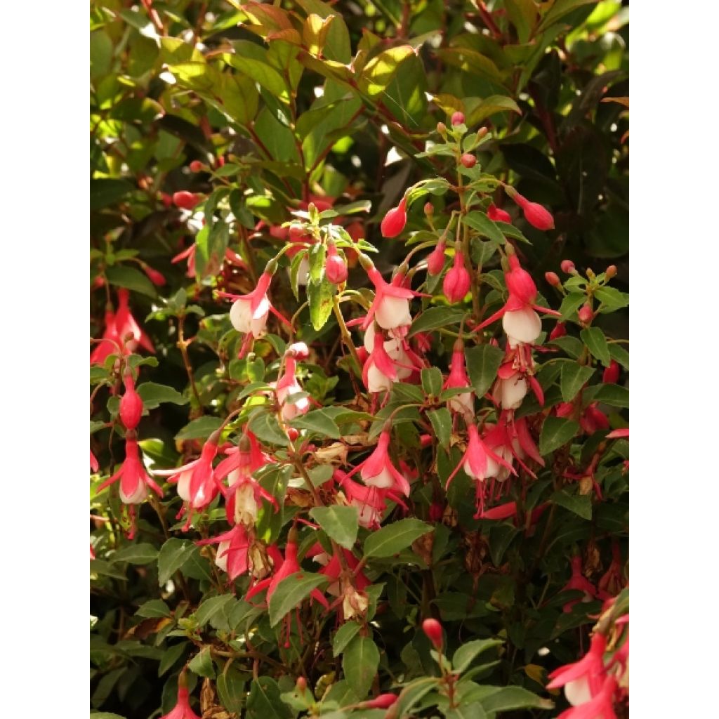 Fuchsia rustique Lady Thumb