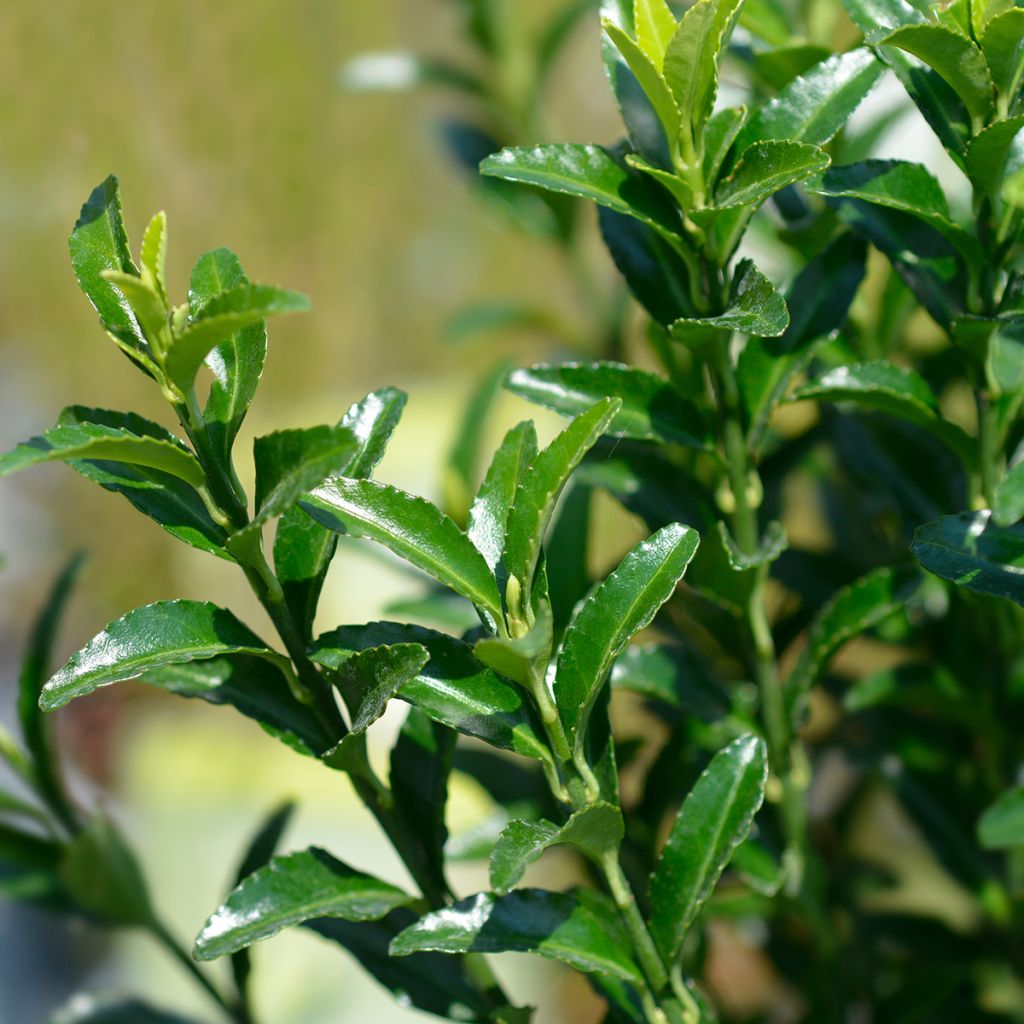 Fusain du Japon - Euonymus japonicus Green Spire