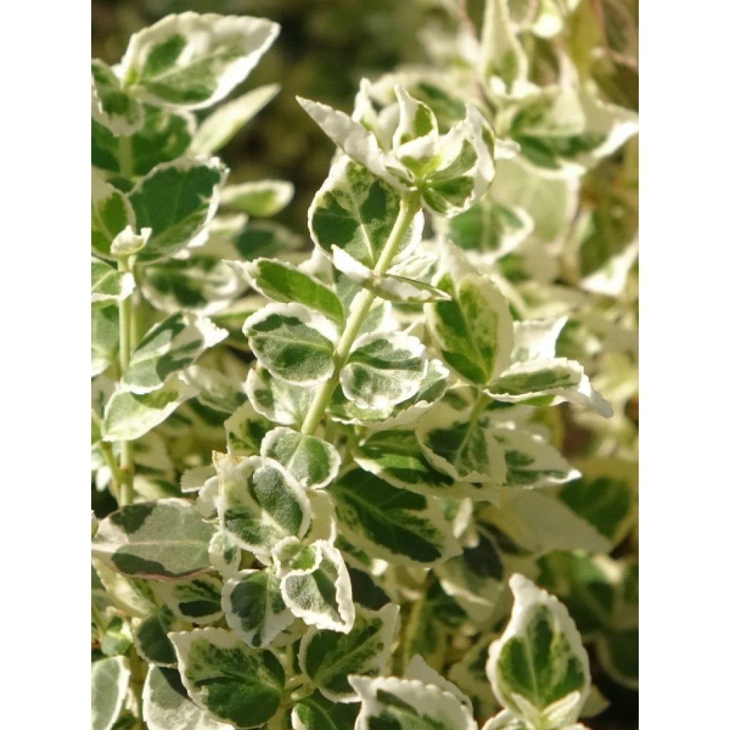 Euonymus fortunei Dan's Delight - Fusain persistant