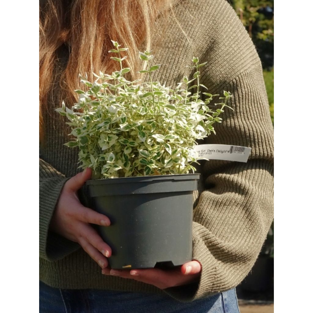 Euonymus fortunei Dan's Delight - Fusain persistant