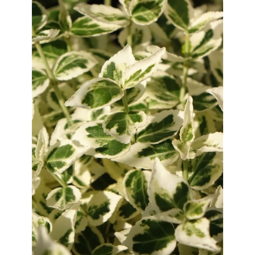 Euonymus fortunei Dan's Delight - Fusain persistant