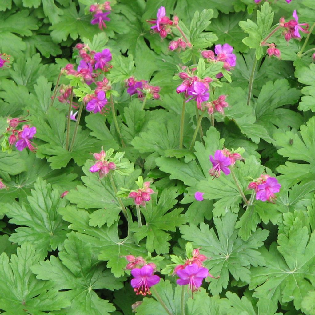 Géranium macrorrhizum Bevan s Variety