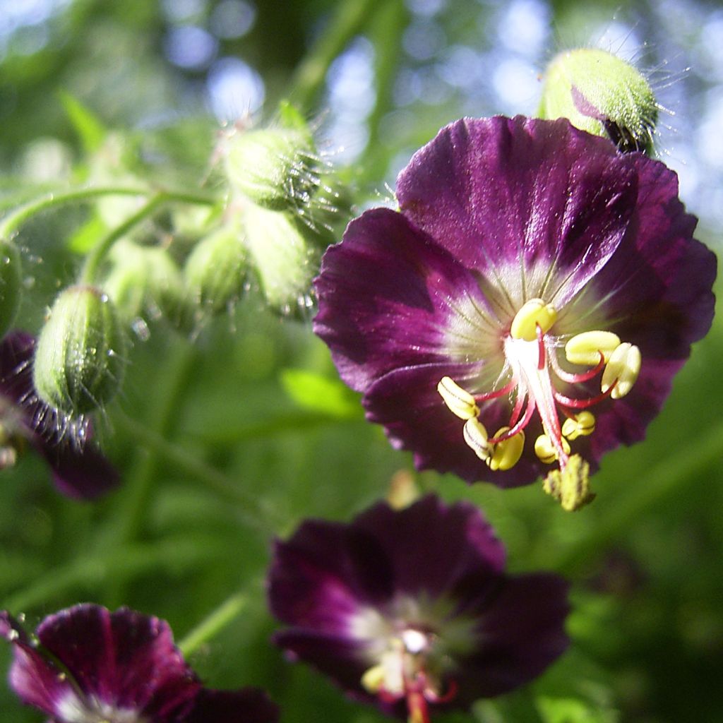 Géranium vivace phaeum Samobor - Géranium vivace livide