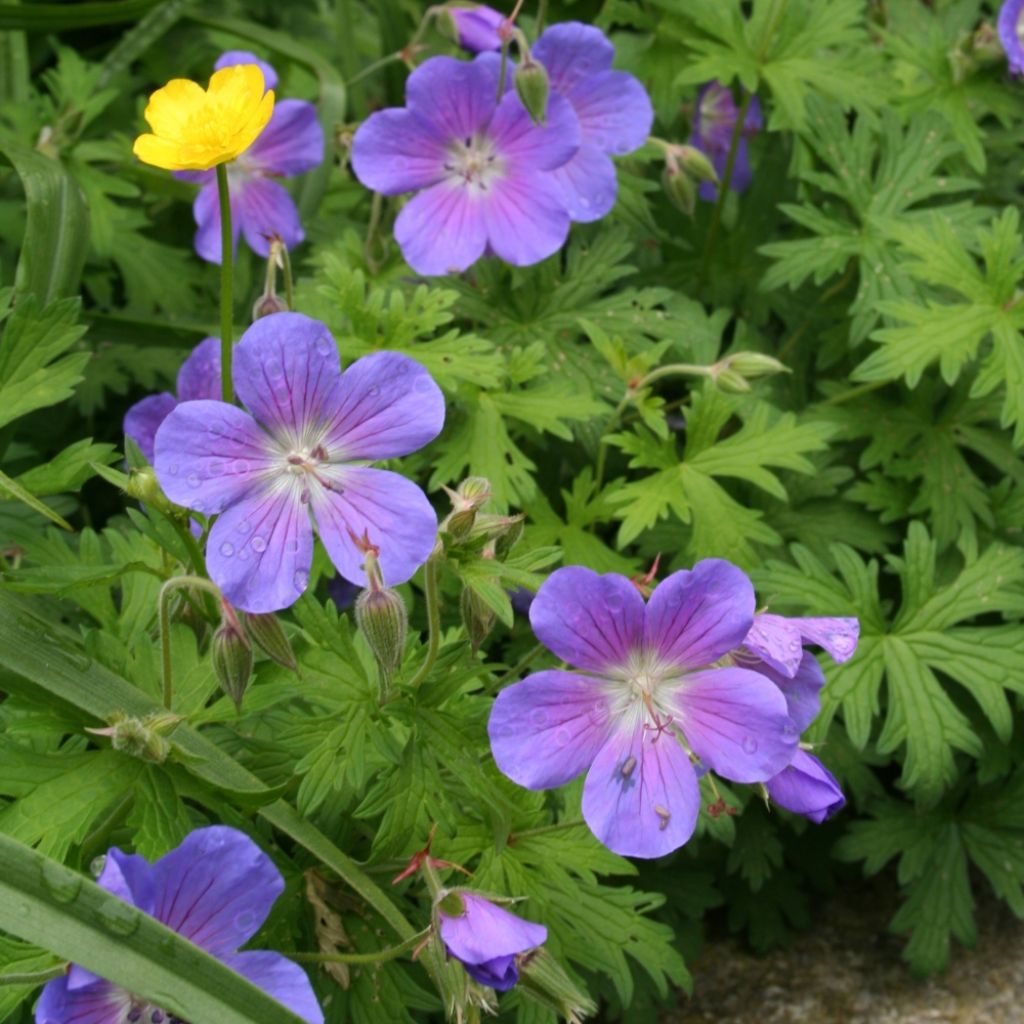 Geranium vivace Johnson's blue
