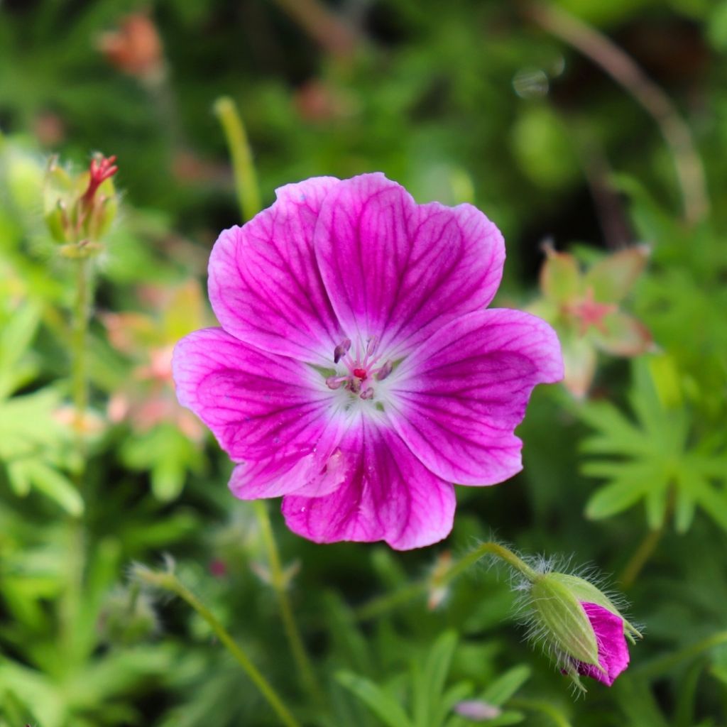 Geranium vivace sanguineum Elke