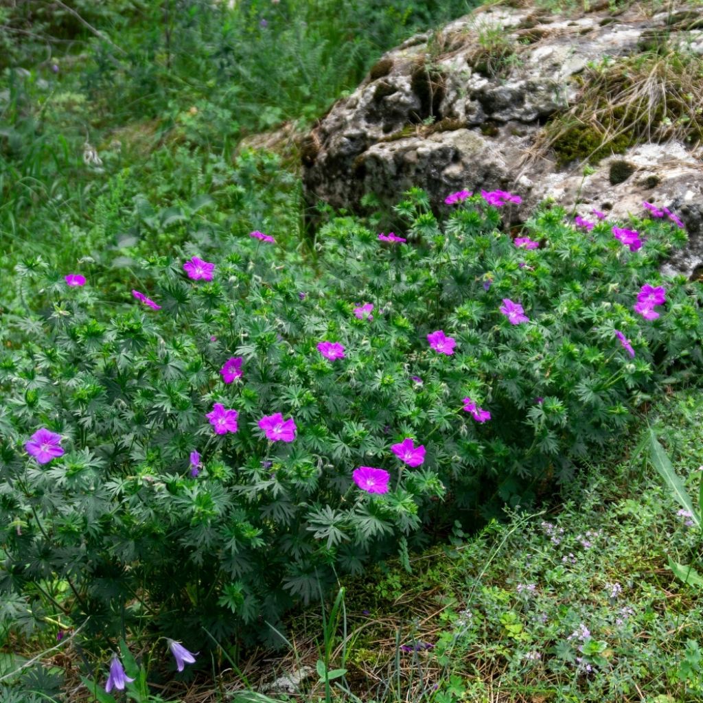 Géranium vivace sanguineum