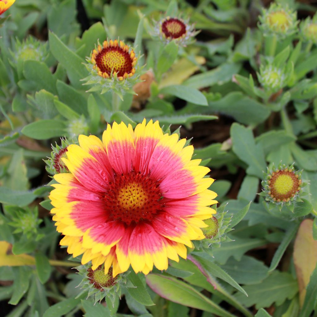 Gaillarde vivace Arizona Sun