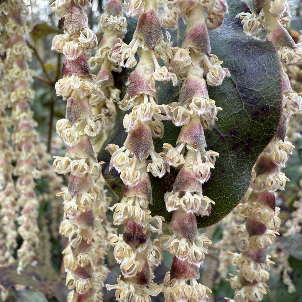 Garrya elliptica - Garrya à feuilles elliptiques
