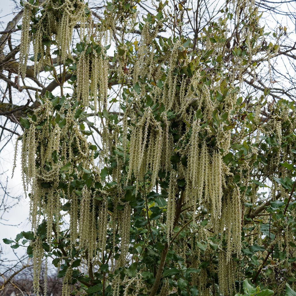 Garrya elliptica James Roof