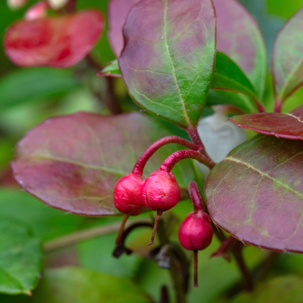 Gaultheria procumbens Big Berry - Gaulthérie couchée