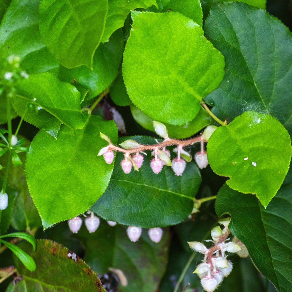 Gaultheria shallon
